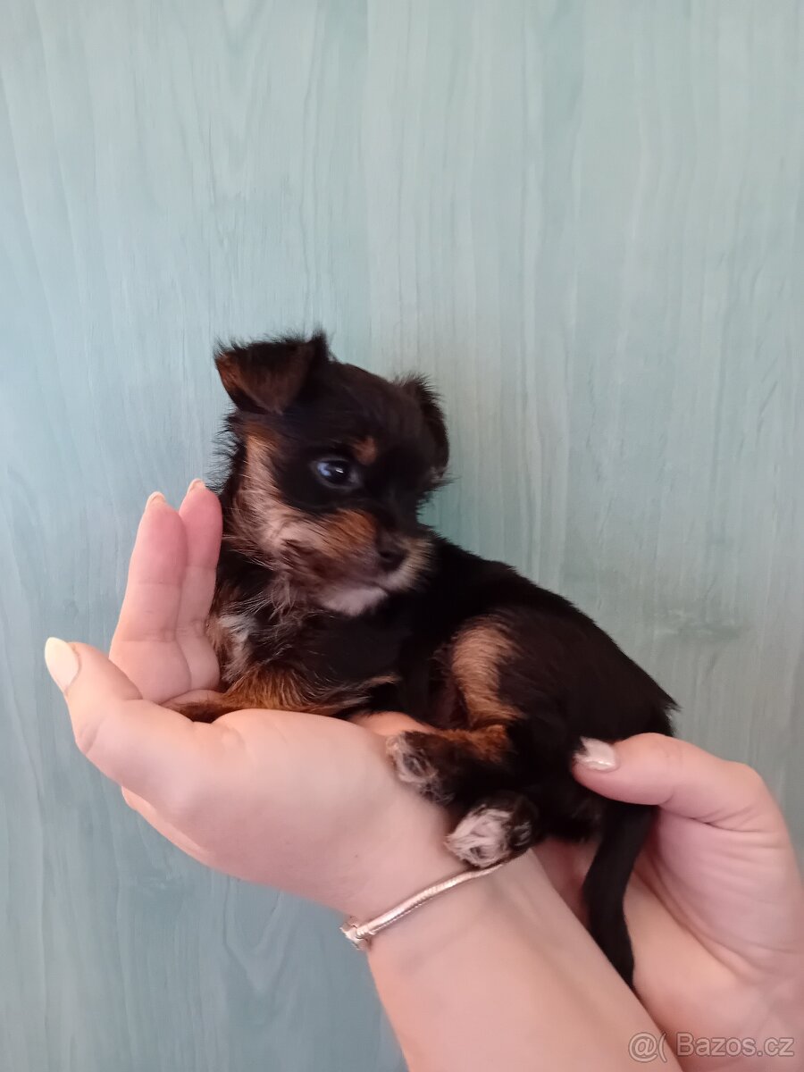 Štěňátko jorkšíra fenka - 2