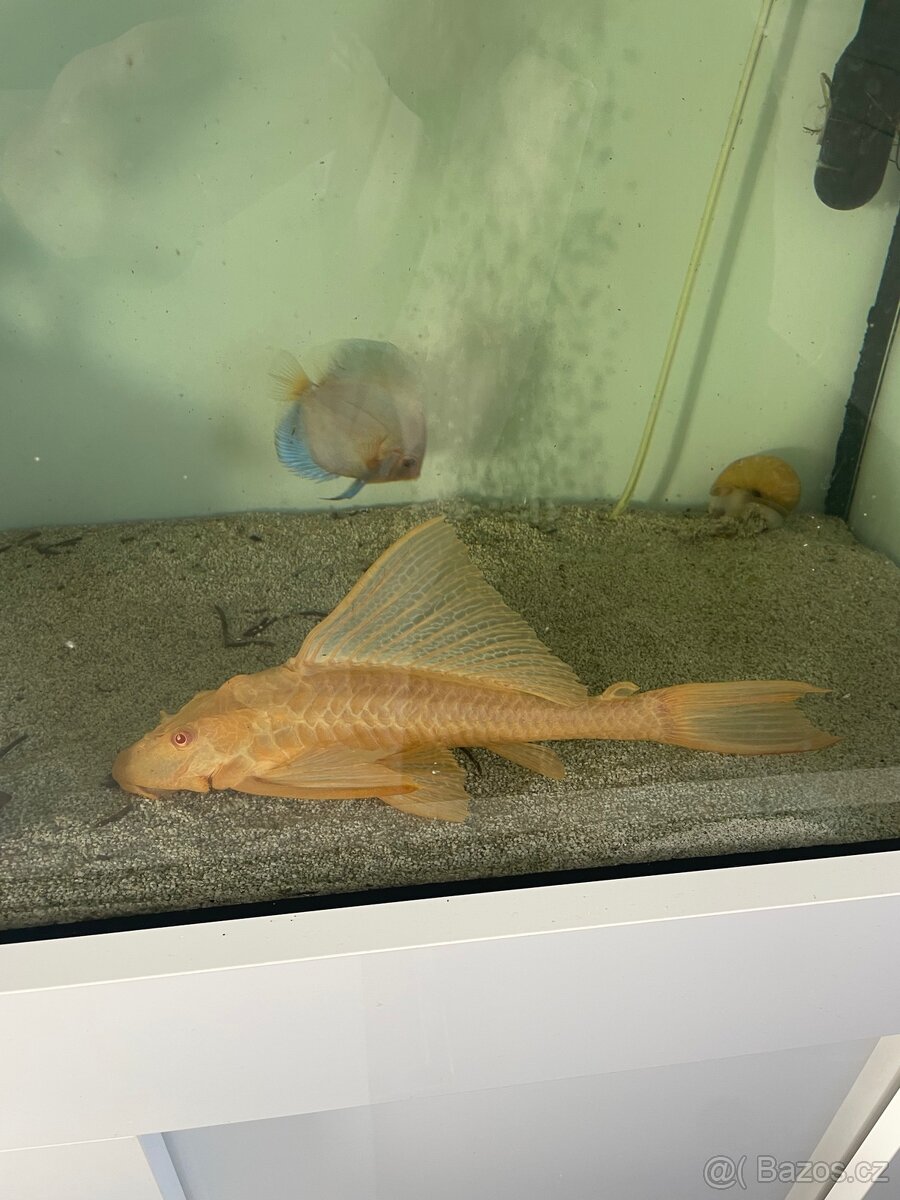Gibbiceps albino - 2