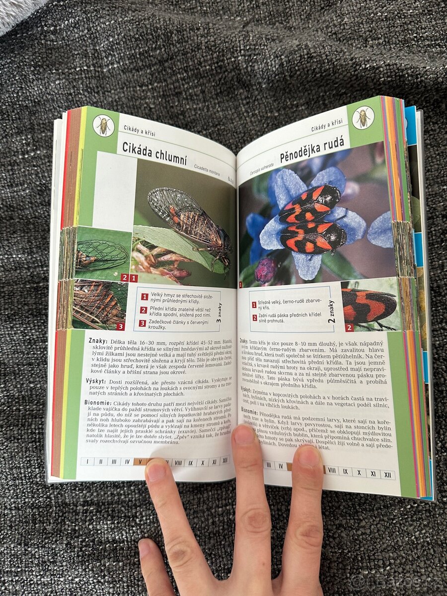 Hmyz průvodce Rebo - 2