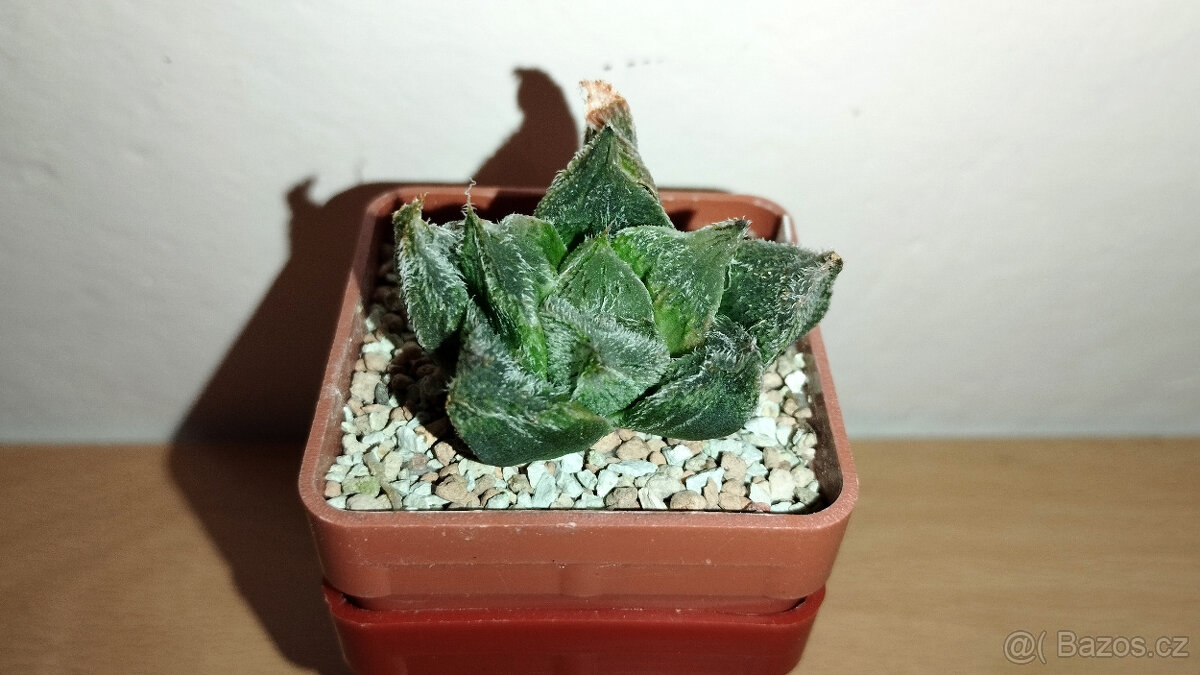 Haworthia venusta hybrid ( sukulent ) - 2