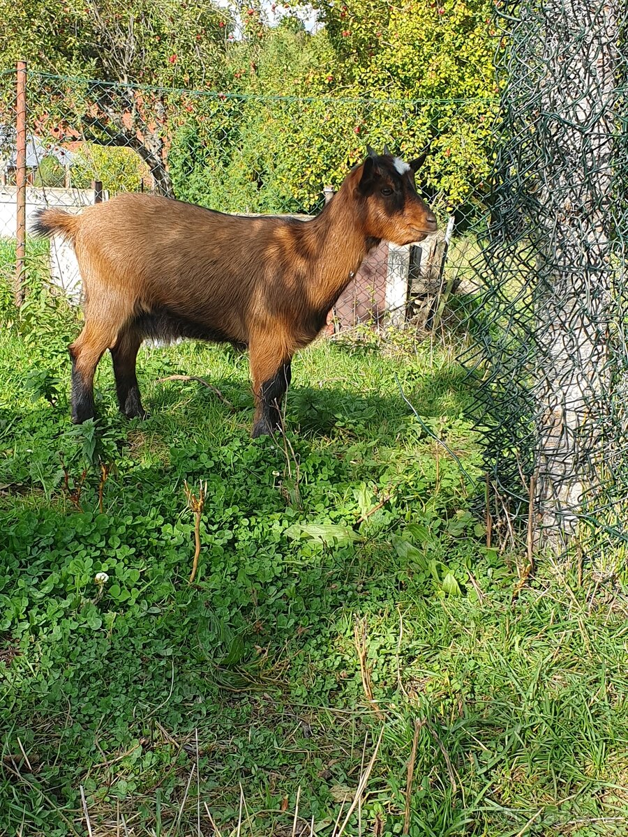 Holandská zakrslá koza - 2