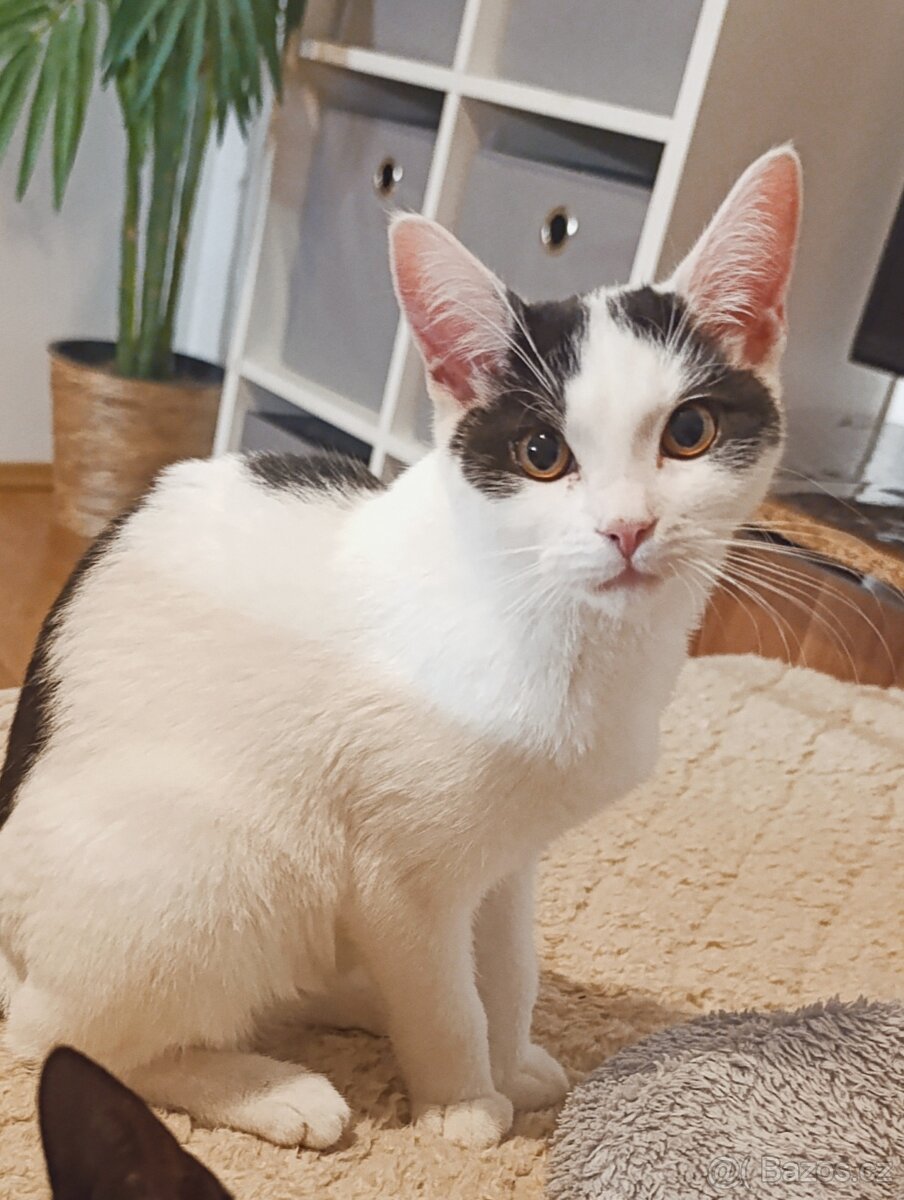 Daruji půlroční kotě - 2