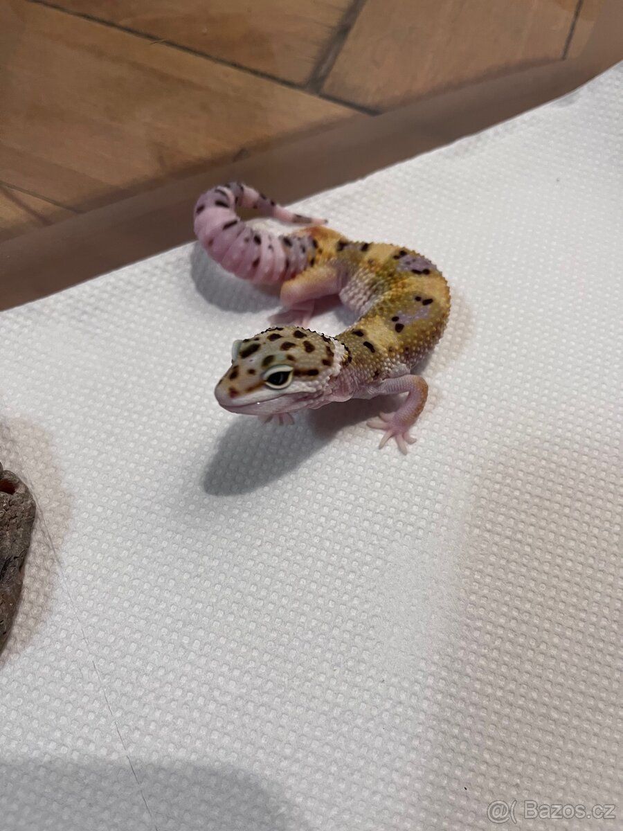 Gekončík noční samice - 2