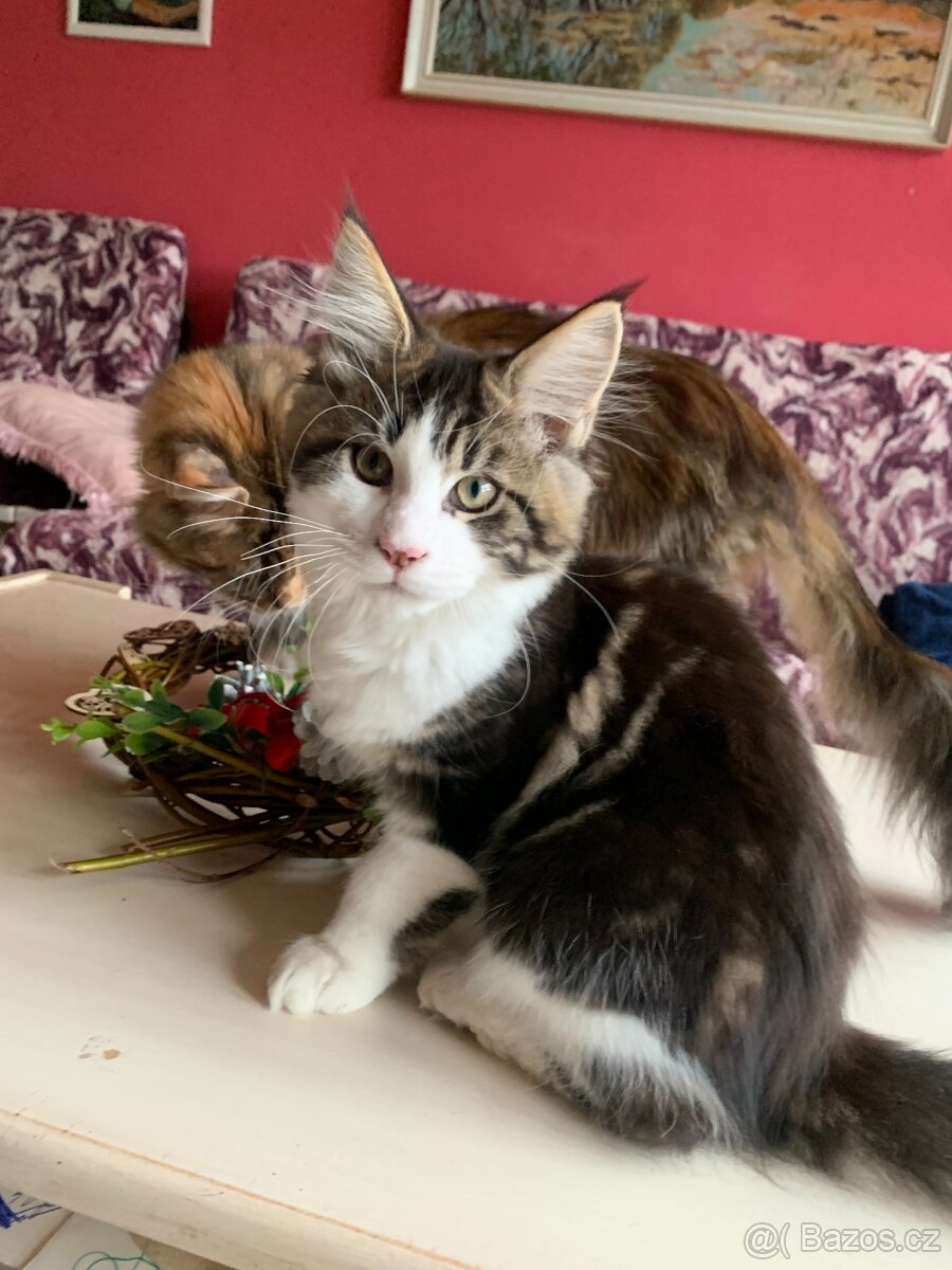 mainská mývalí s PP - kocourek 4 měsíce - 2