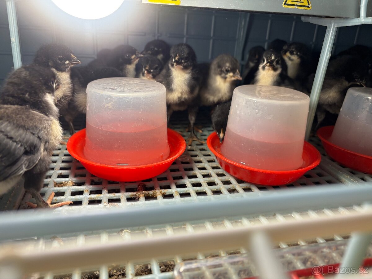 Násadová vejce - 2