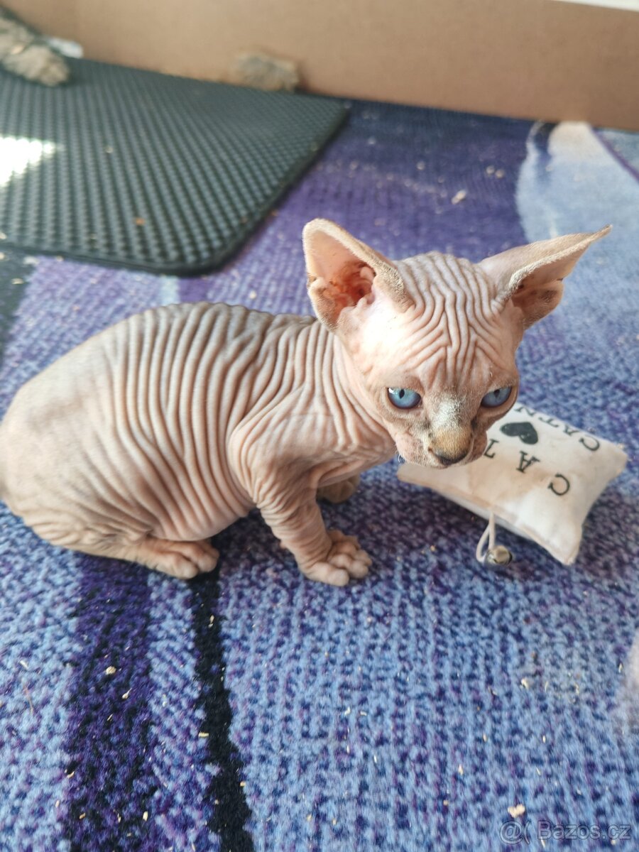 Sphynx - 2