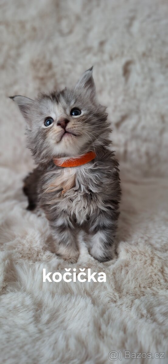 Mainská mývalí bez PP - 2