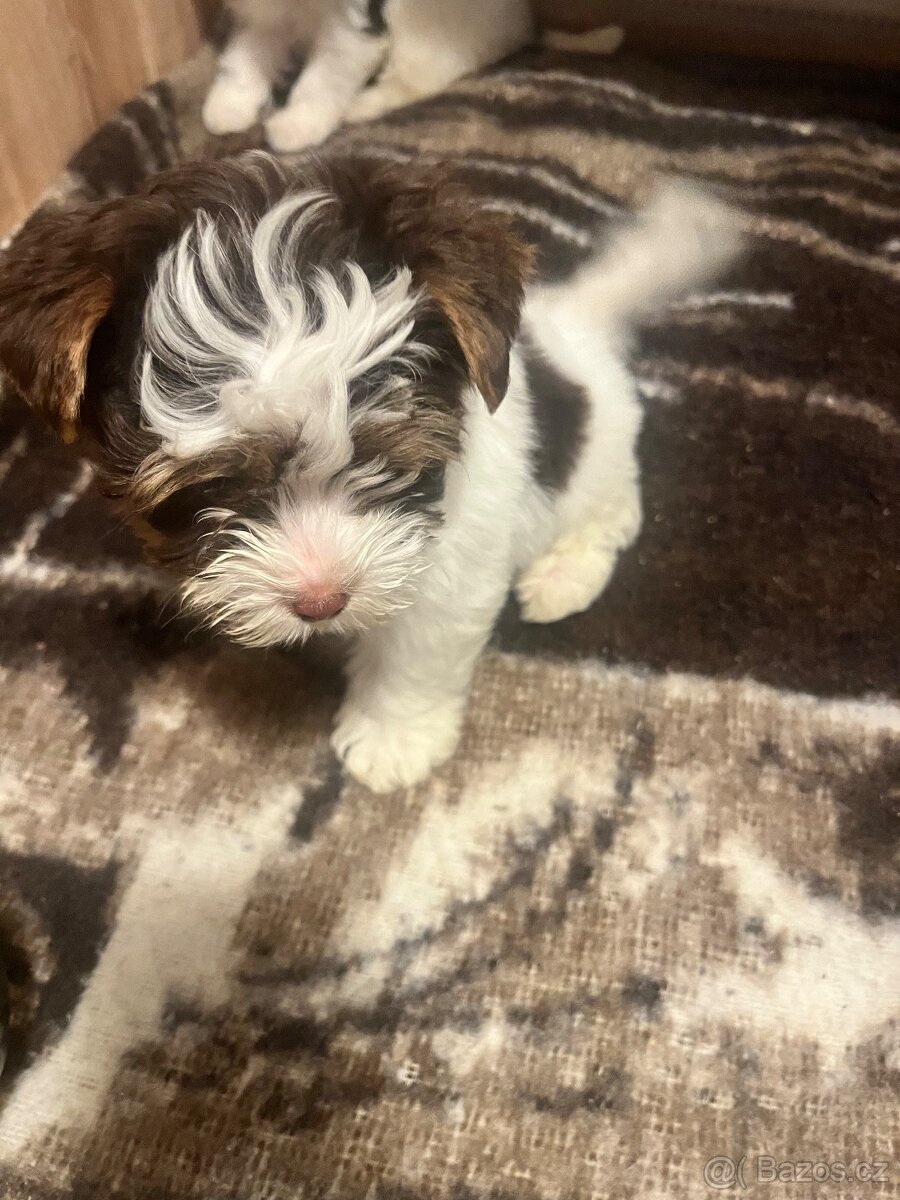 Jorksirsky terier biwier - 2