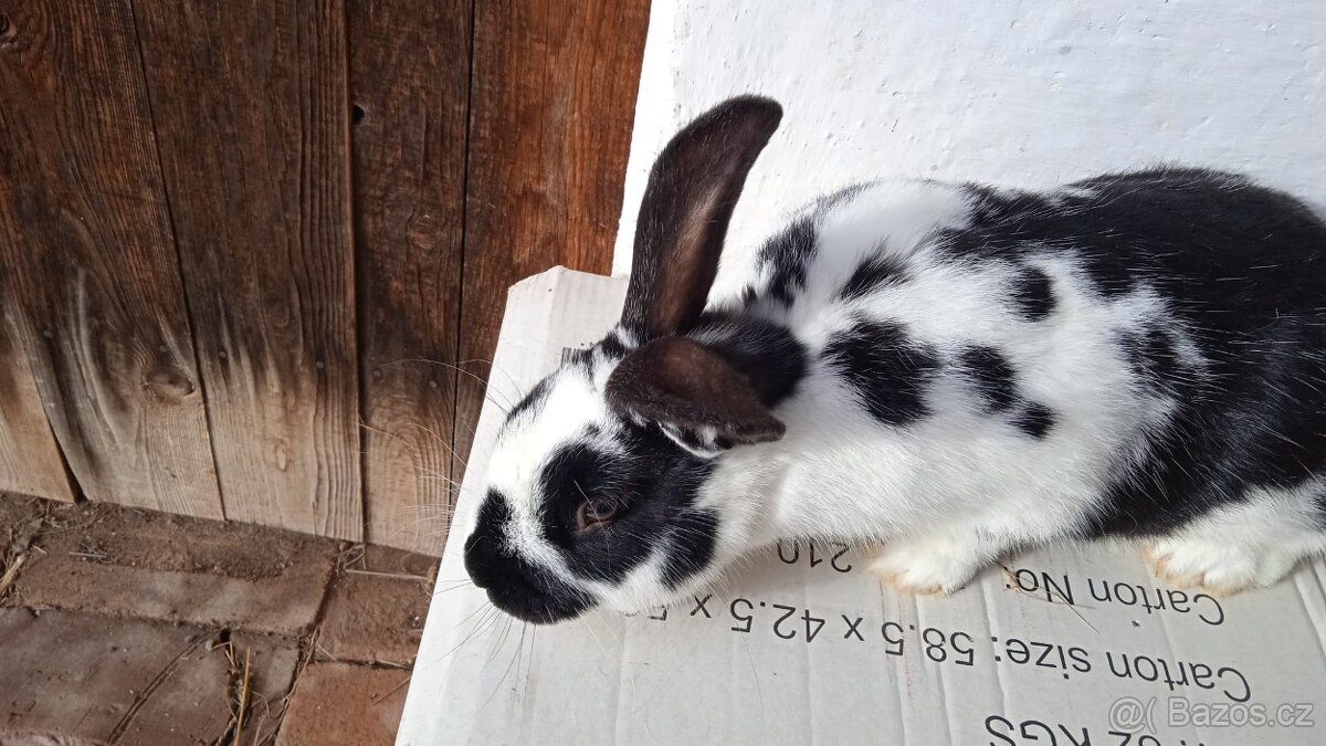 Kralici na chov samice - 2