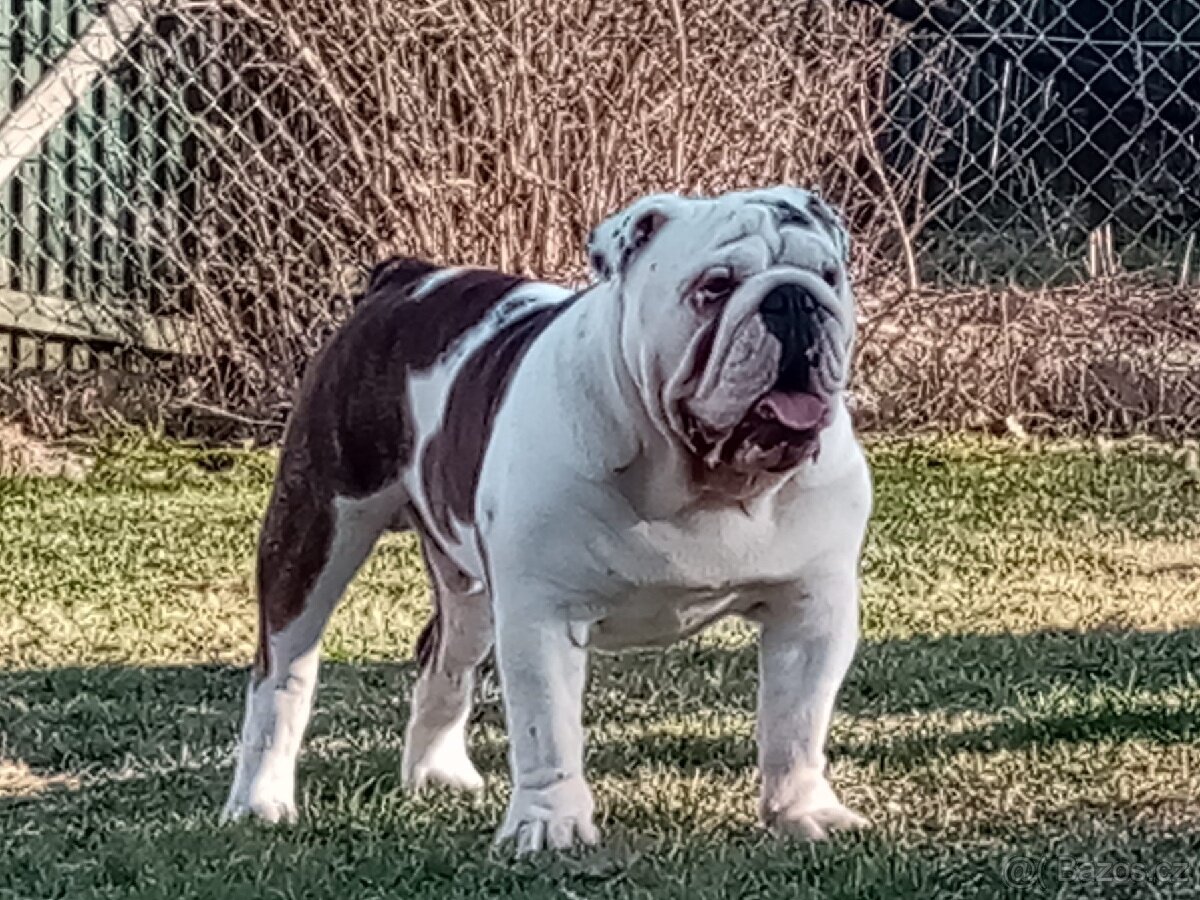 Anglický buldok ke krytí s PP - 2