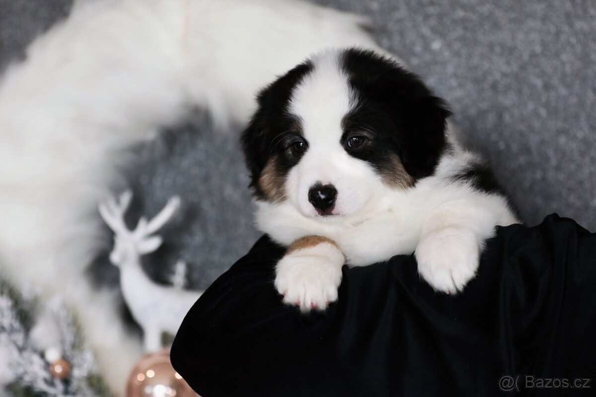 Miniaturní americký ovčák - 2