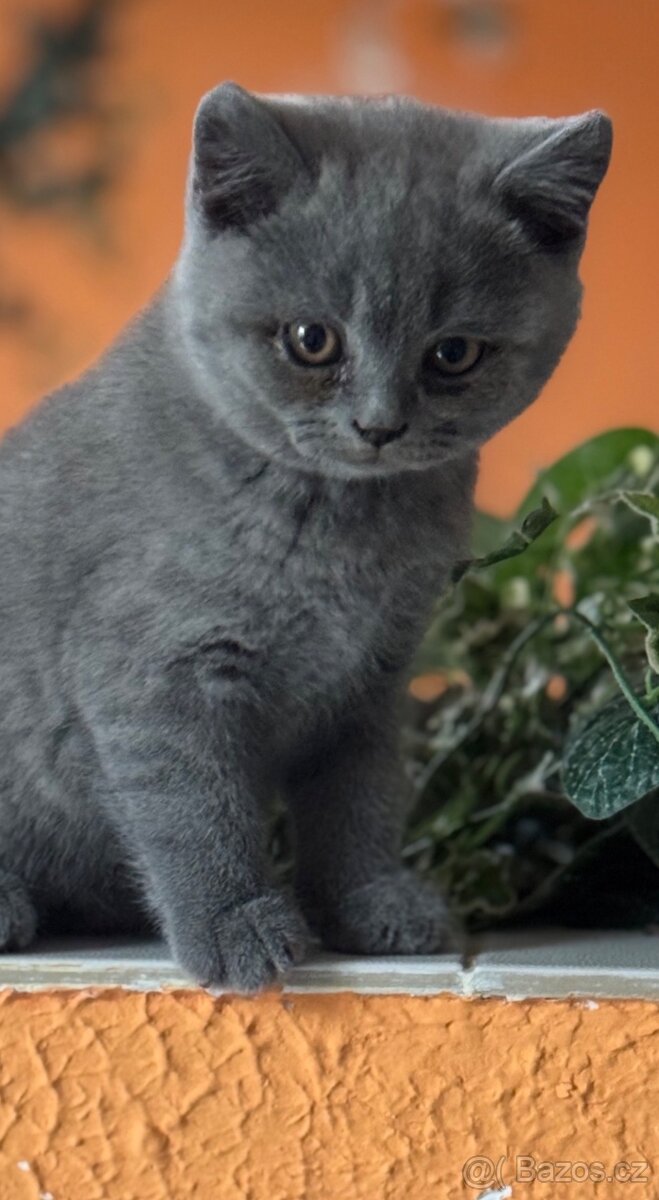 Britská modrá koťata - 2