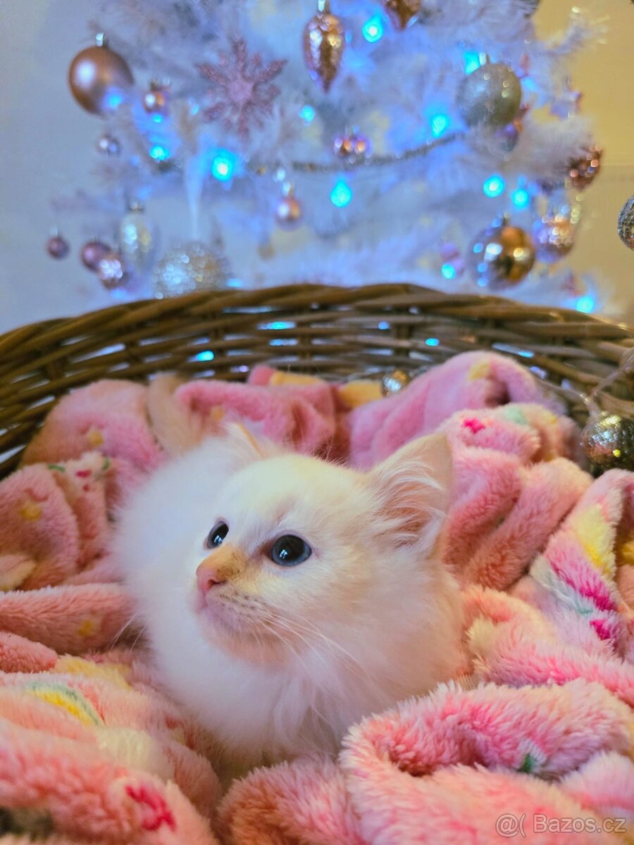 Prodám nádherná koťátka Ragdoll bez PP - 2