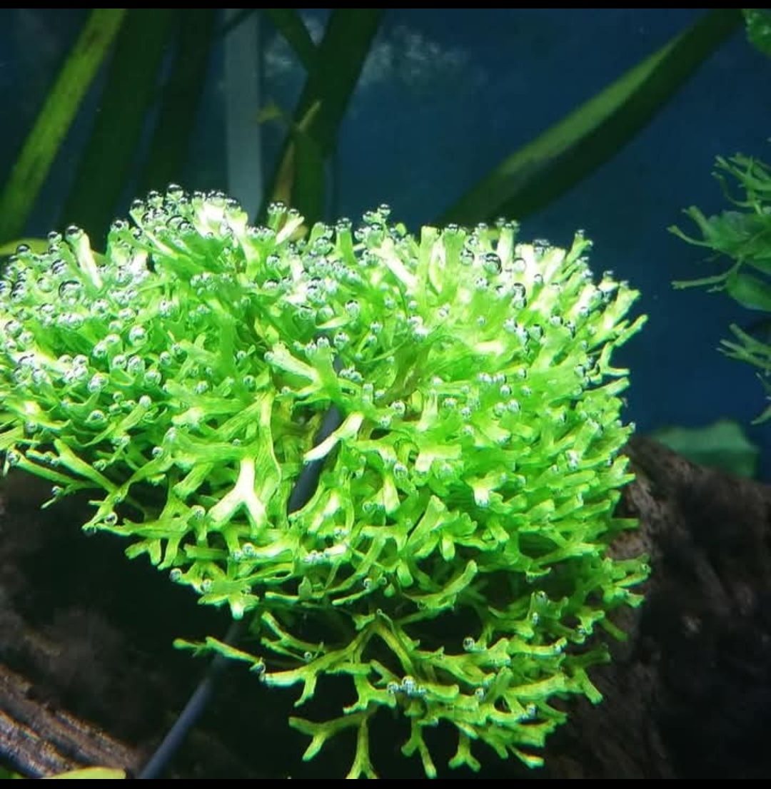 Prodám akvarijni rostliny Riccia - 2