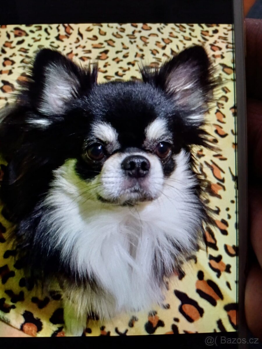 Čivava-kluk k odběru od 8.3 - 2