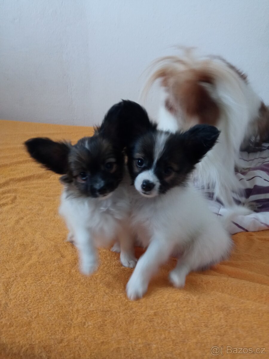 Papillon s PP - 2