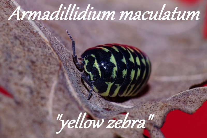 Isopod a chvostoskoci - 2