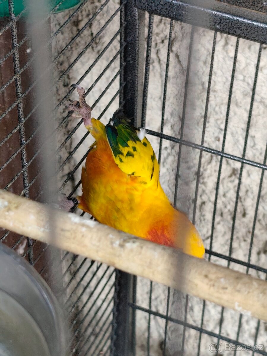 Aratinga sluneční - 2