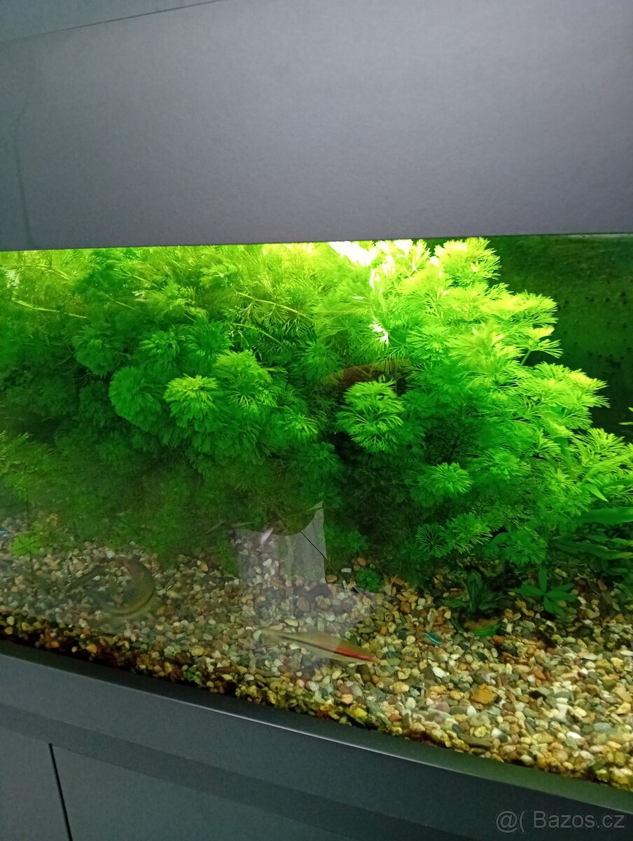 Akvarijní rostliny - 2