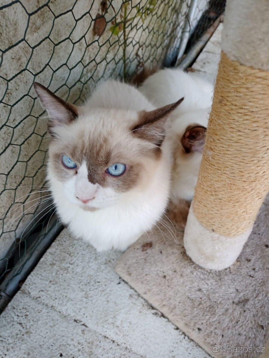 Ragdoll kotata k odběru - 2
