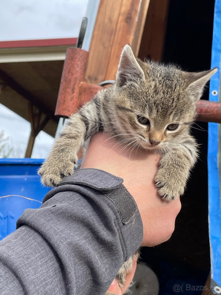 Darujeme koťátka - 2