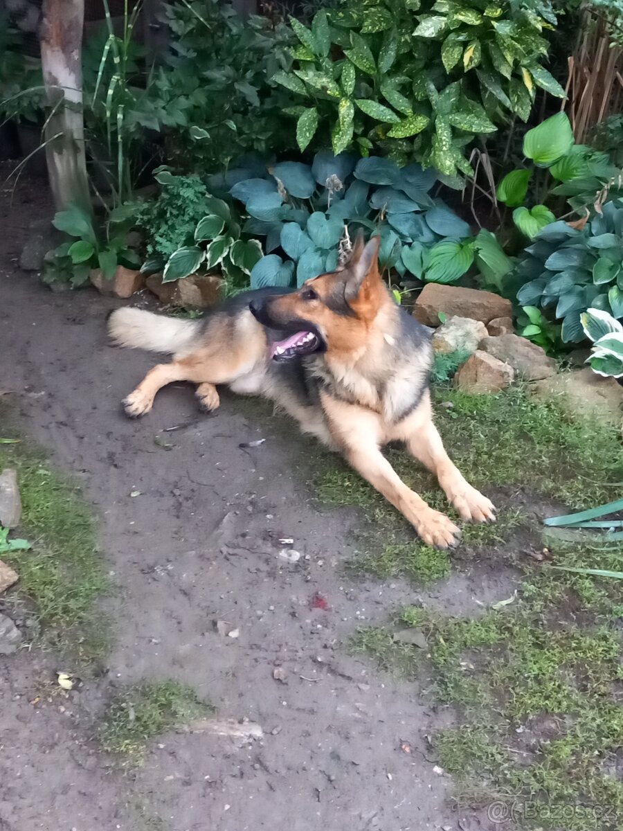 Německý ovčák - 2