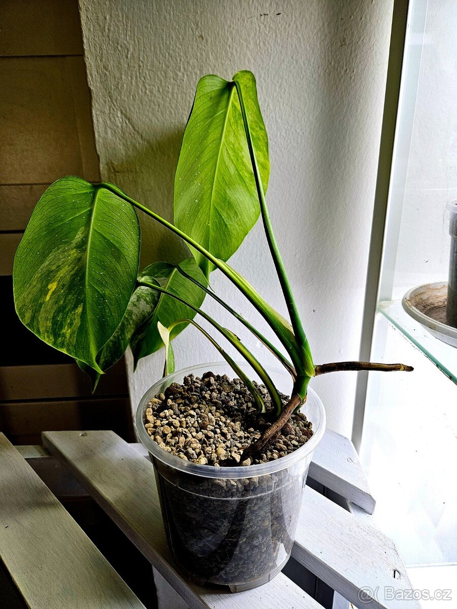 Monstera Deliciosa Aurea - 2