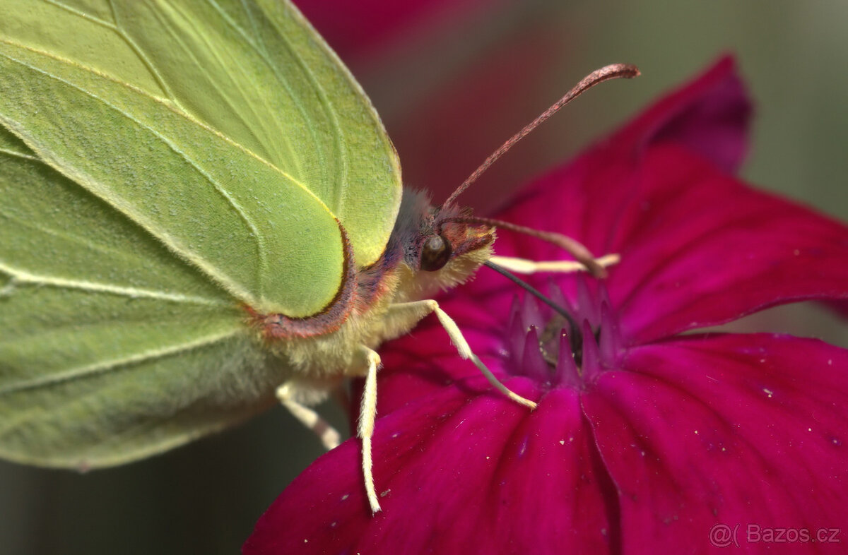 Objektiv Sigma 150/f2.8 APO Macro DG EX pro Sony/Minolta A - 2