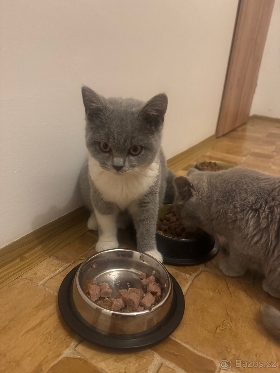 Britská modrá bílá-kotě - 2