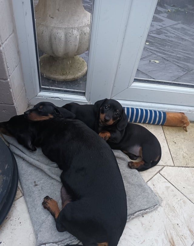 Jezevčík trpasličí - 2