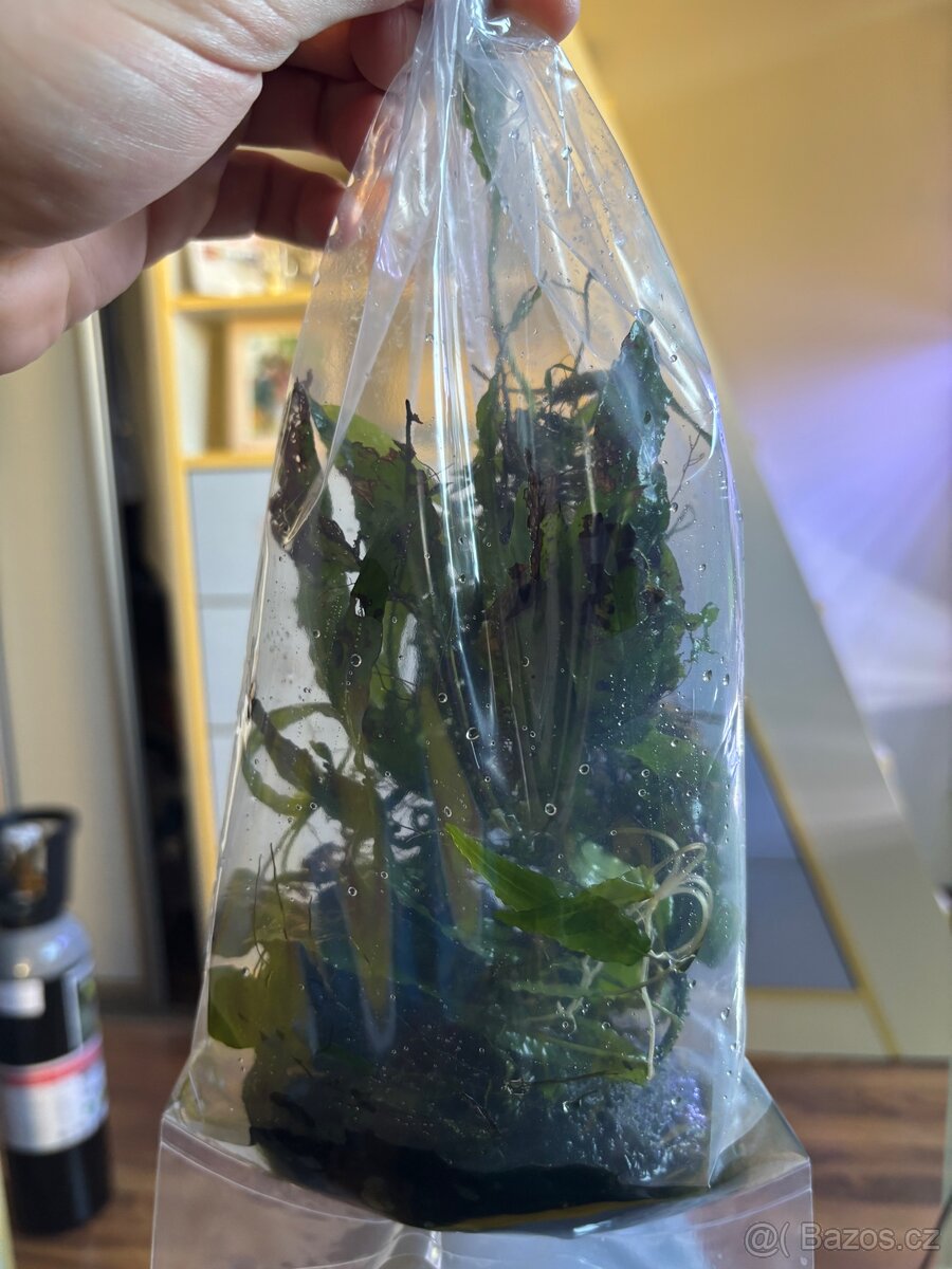 Mix kytek do akvária - 2