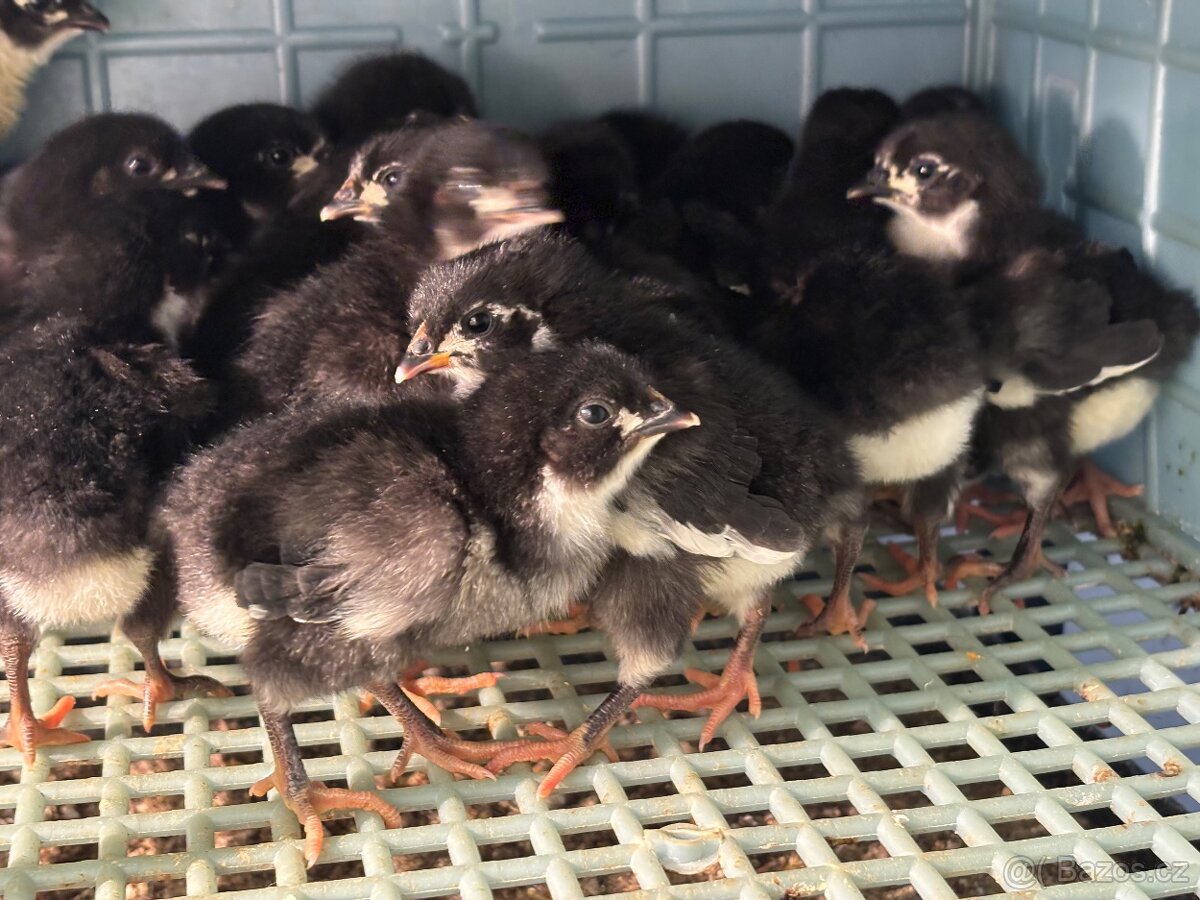 Kuřátka Australka velká černá - 2