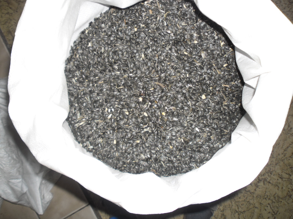 Slunečnice černá - 2