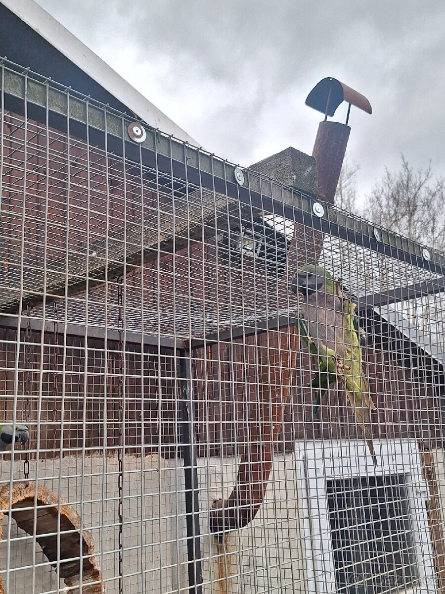 Alexandr čínský - 2