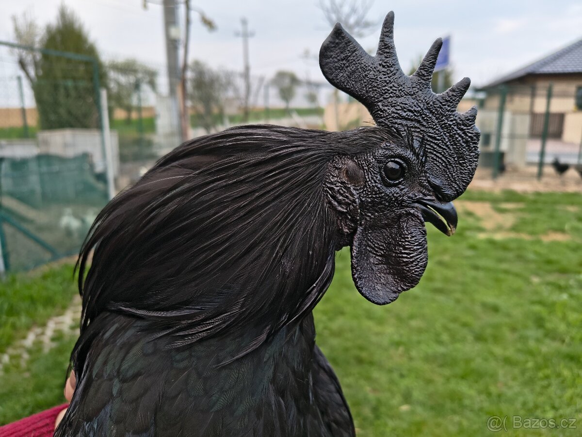 Ayam Cemani 1+2 - 2