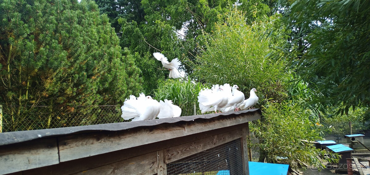 Prodej holubů pávíků - 2