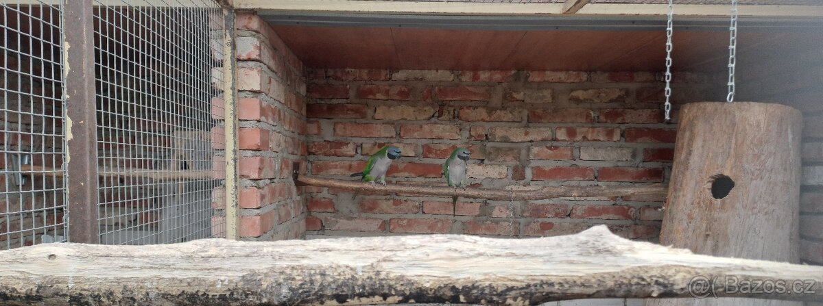 Alexandr čínský - 2