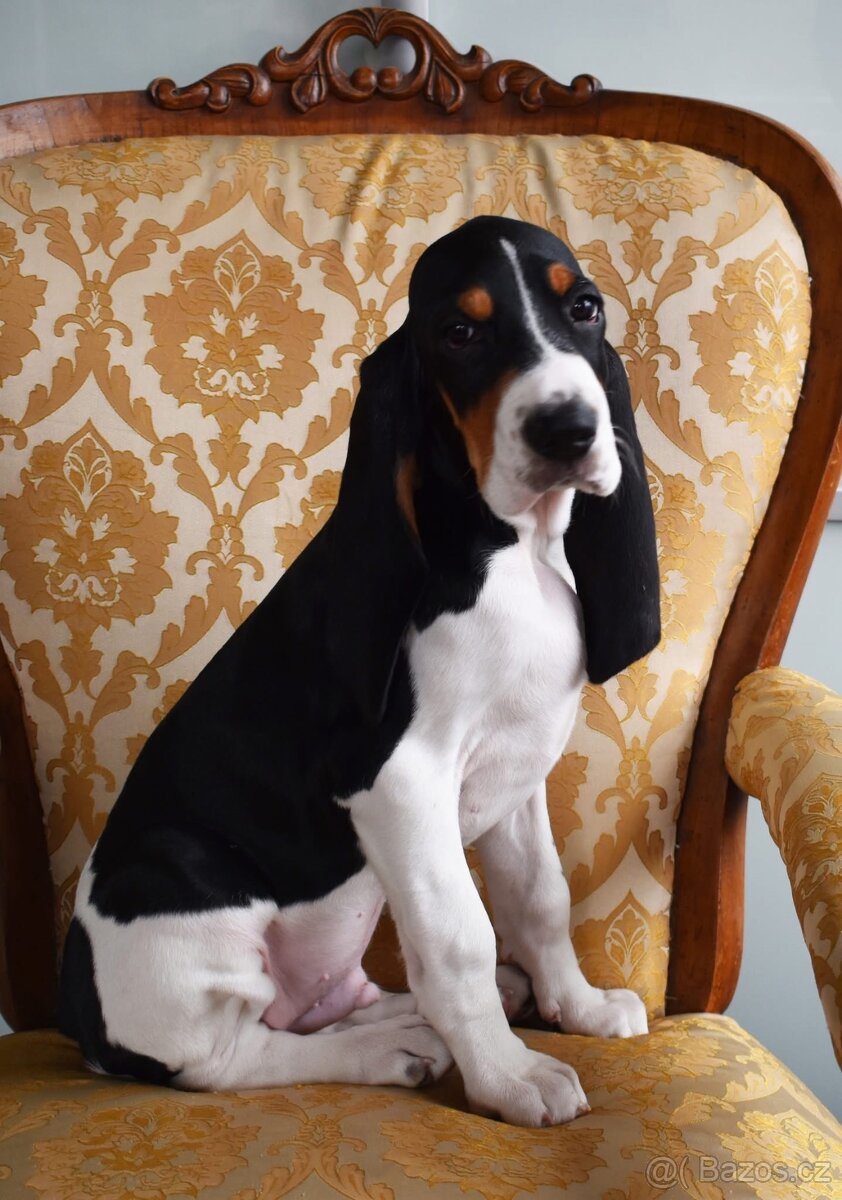 Štěně fenka s PP ihned k odběru - 2