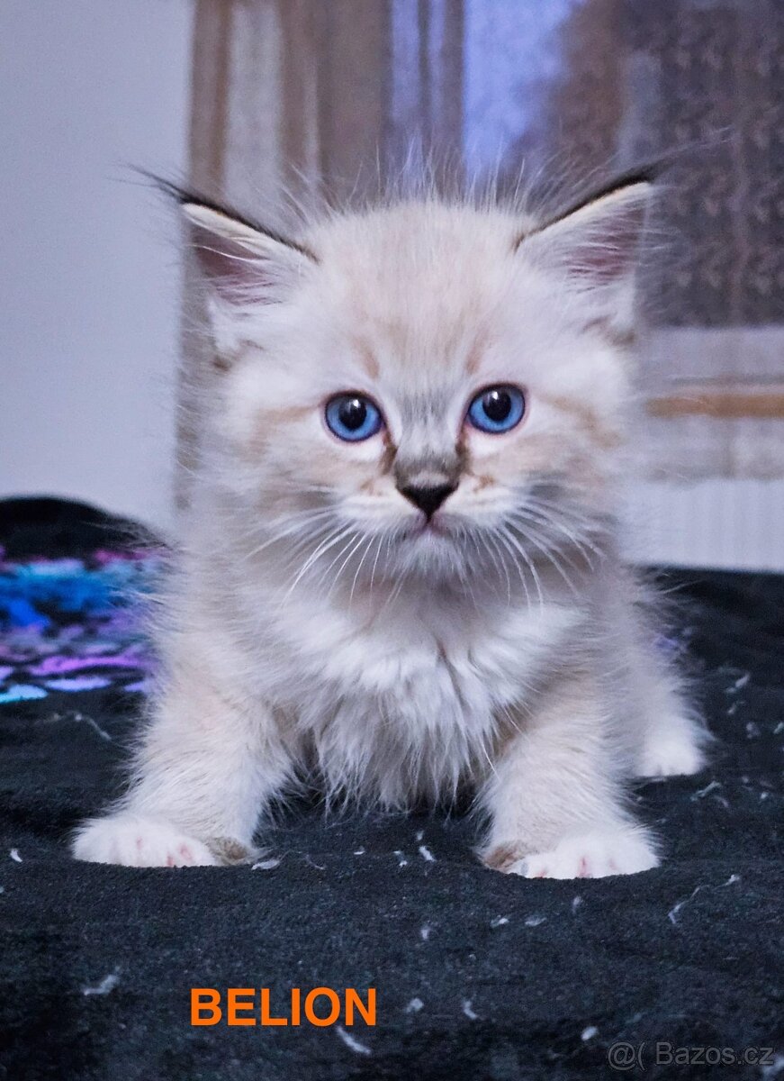 Ragdoll koťata s PP FIFe - 2