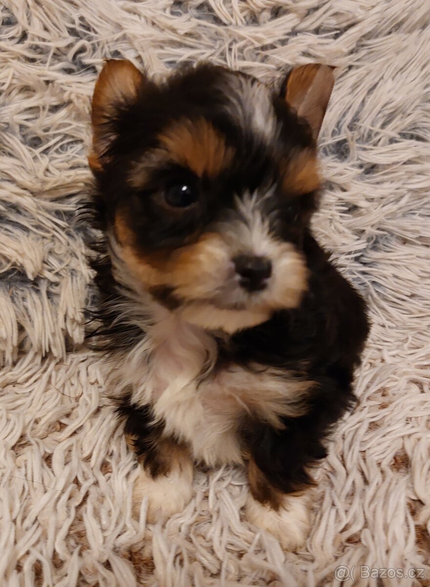 Jorkšírský teriér s PP - 2