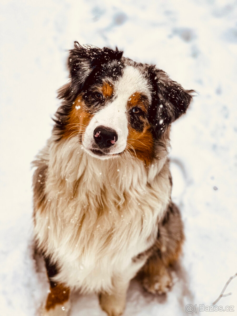 Australský ovčak ke krytí - 2