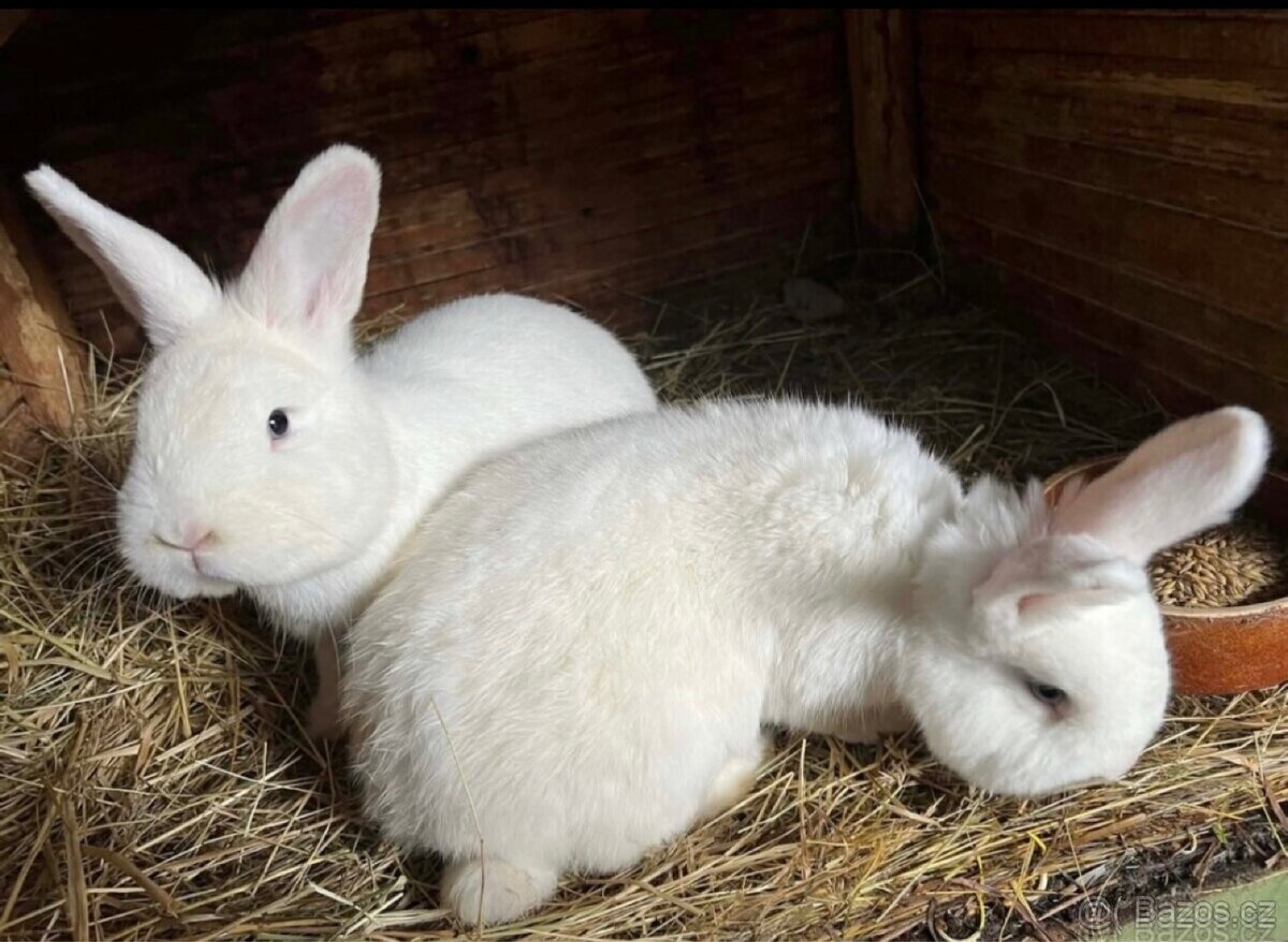Vídeňský králík - 2
