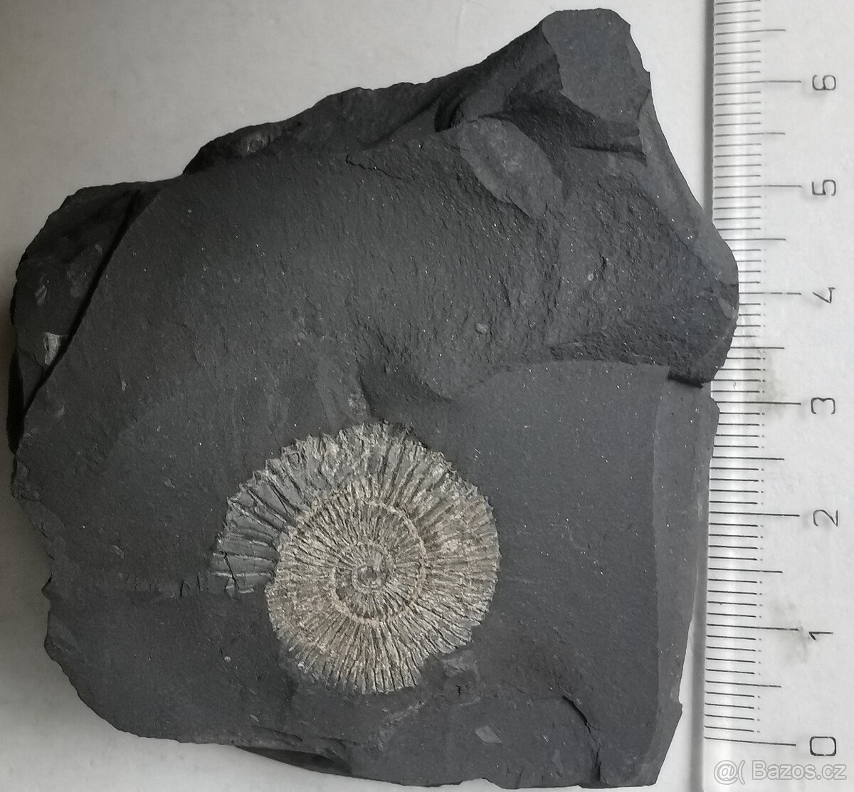 Amonit Dactylioceras commune - 2