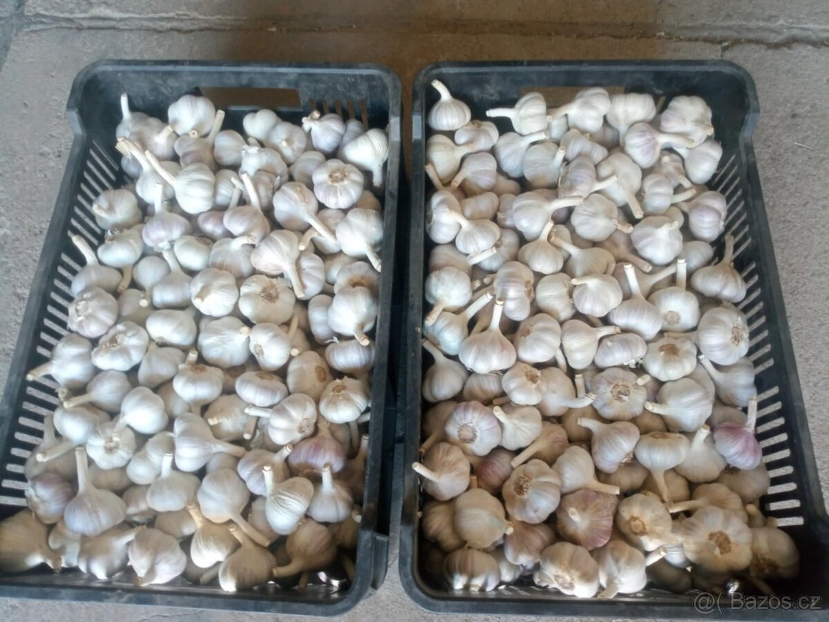Česnek - 2