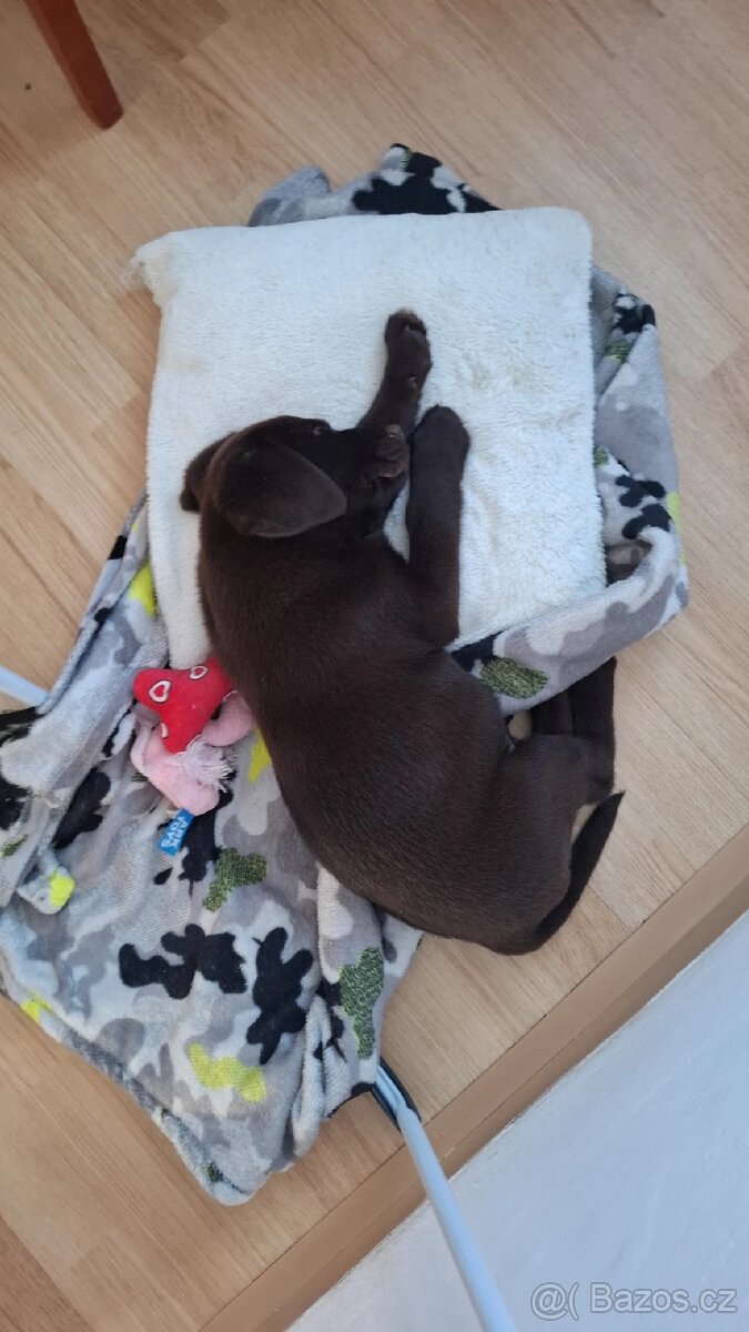 Štěně labrador fenka - 2