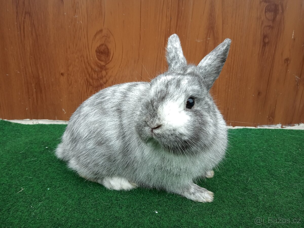 Zakrslý rhönský sameček - 2