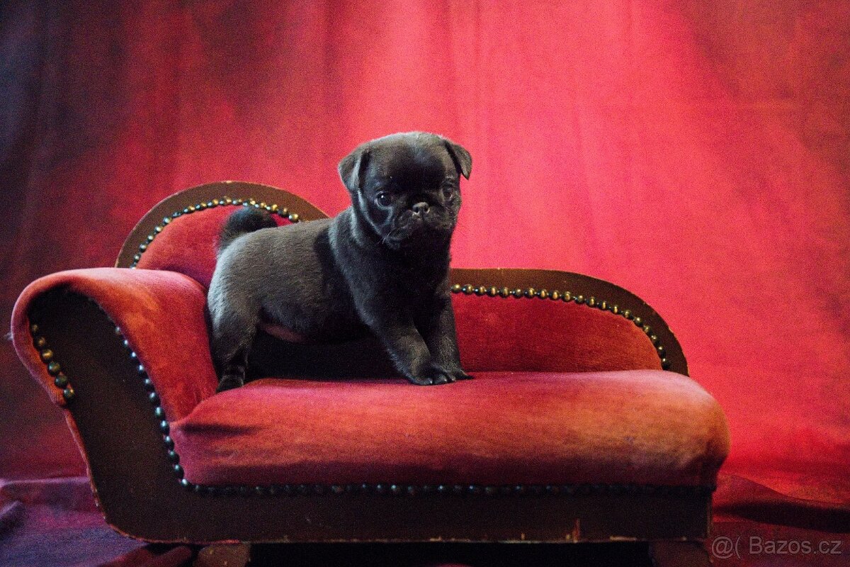 Mops - štěňata s PP - 2