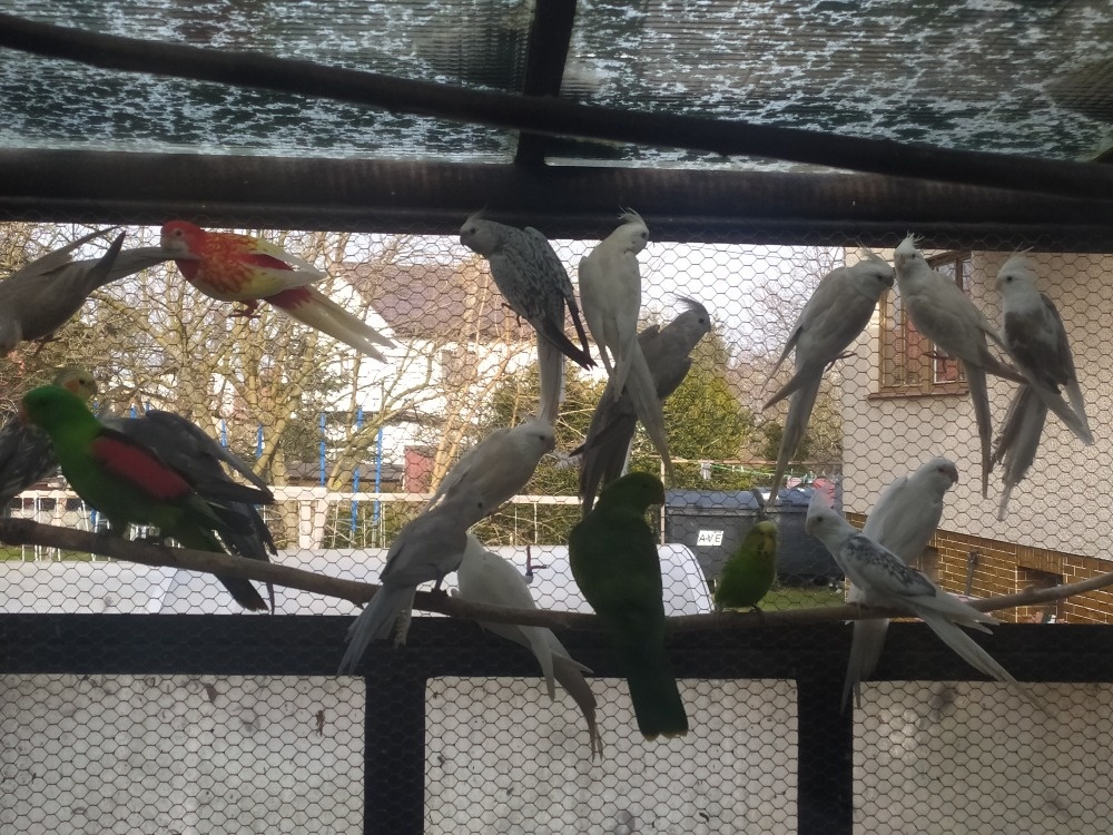 Prodám andulky,korely - 2