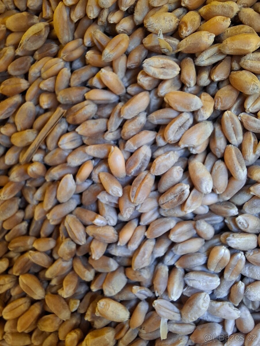 Pšenice - 2