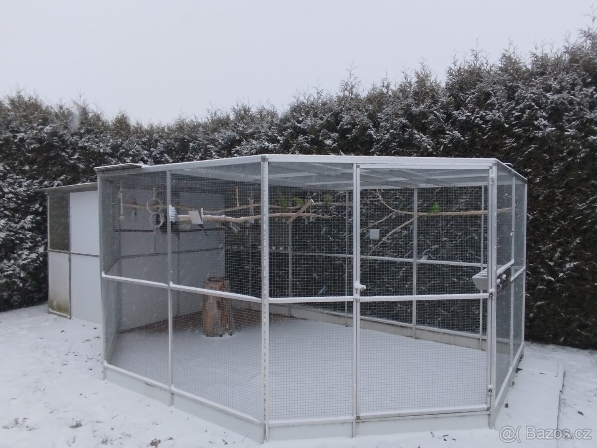 Prodám chovný pár Papouška nádherného - 2